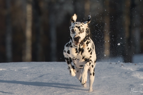 Reetu, Dalmatian