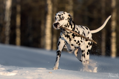 Reetu, Dalmatian