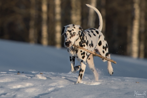Reetu, Dalmatian
