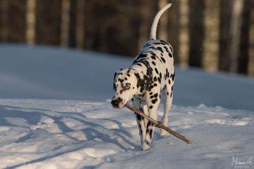Reetu, Dalmatian