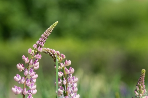 Vaaleanpunaiset lupiinit, Pink Lupinus (8332)