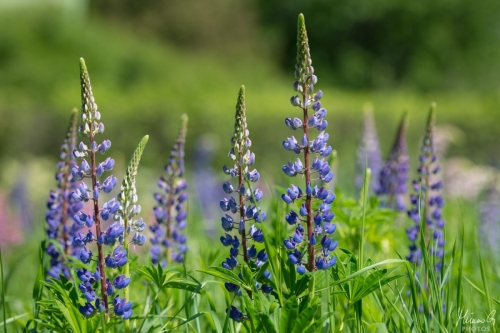 Violetit lupiinit, Blue Lupinus (8333)
