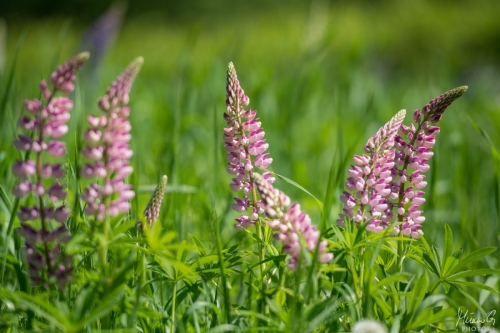 Vaaleanpunaiset lupiinit, Pink Lupinus (8336)