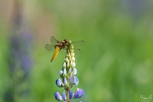 Litteähukankorento, Libellula depressa (8341)