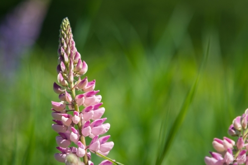 Vaaleanpunainen lupiini, Pink Lupinus (8336)