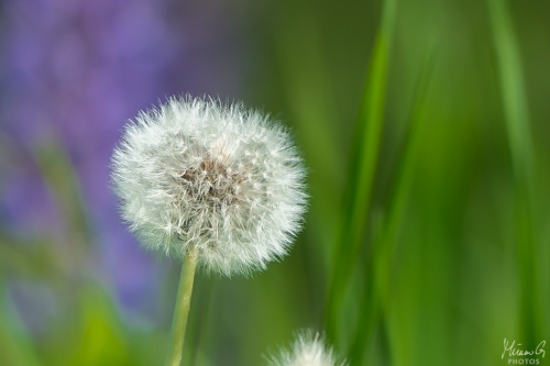 Voikukka siemenpallo, Taraxacum seed ball (8346)