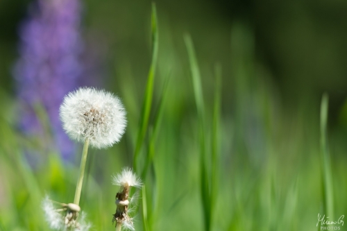 Voikukka siemenpallo, Taraxacum seed ball (8346)