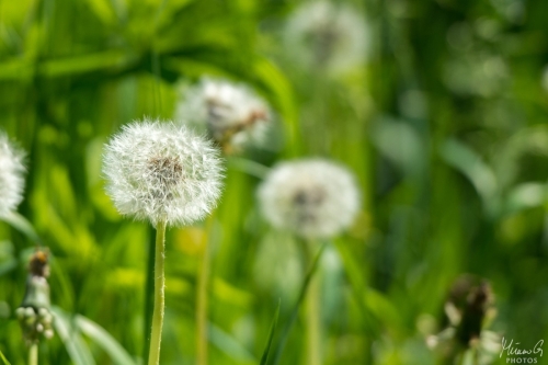 Voikukka siemenpallo, Taraxacum seed ball (8347)