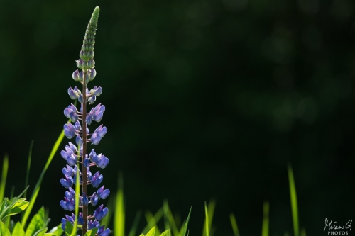 Violetti lupiini, Blue Lupinus (8359)