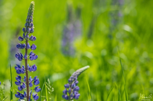 Violetit lupiinit, Blue Lupinus (8360)