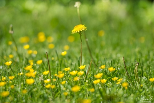 Voikukka ja nurmileinikit, Taraxacum with Ranunculus (8365)