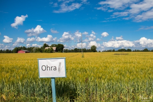 Ohrapelto loppukesällä (0964)