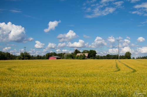Viljapelto loppukesällä (0966)