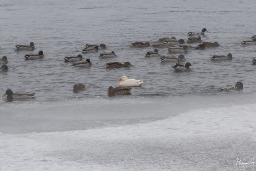 Valkoinen sorsa. White duck (0991)