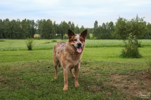 Kohon Fellow Felix alias Felix, Australian Cattle Dog