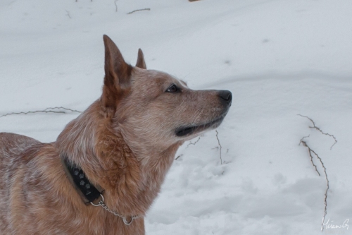 Kohon Golddigger alias Urkki, Australian Cattle Dog