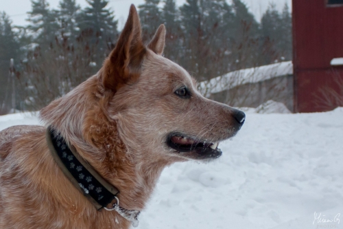 Kohon Golddigger alias Urkki, Australian Cattle Dog