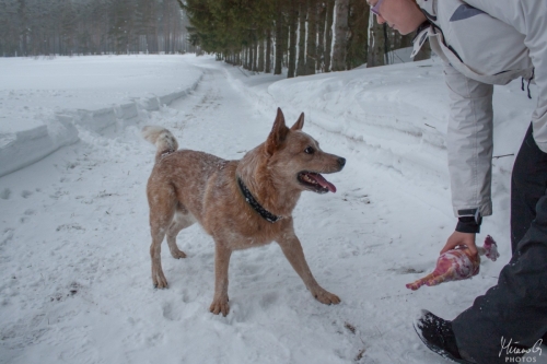 Kohon Golddigger alias Urkki, Australian Cattle Dog