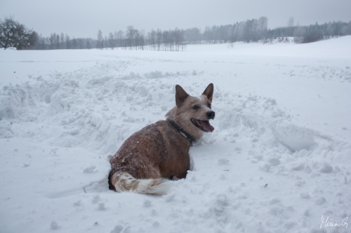 Kohon Golddigger alias Urkki, Australian Cattle Dog