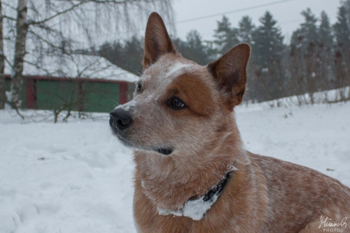Kohon Golddigger alias Urkki, Australian Cattle Dog