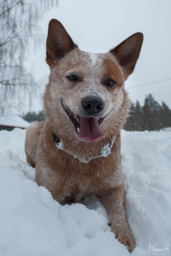 Kohon Golddigger alias Urkki, Australian Cattle Dog