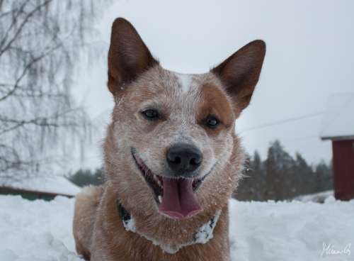 Kohon Golddigger alias Urkki, Australian Cattle Dog