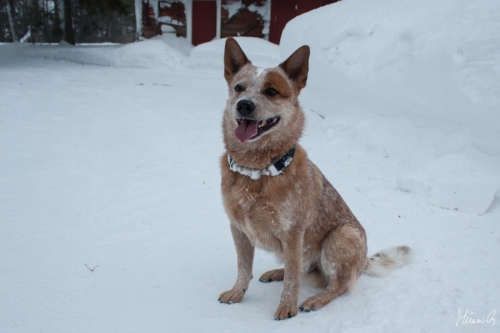 Kohon Golddigger alias Urkki, Australian Cattle Dog