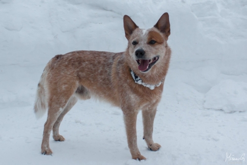 Kohon Golddigger alias Urkki, Australian Cattle Dog