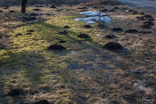 Myyrätuhot, Mole damage