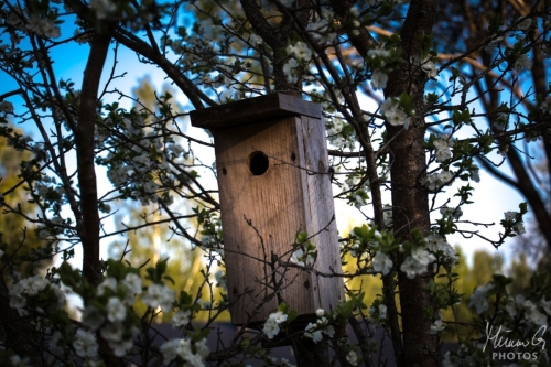 Linnun pönttö, Bird house