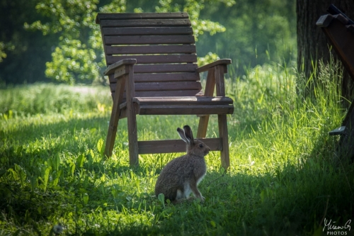 Metsäjänis poikanen, Rabbit pup (4420)