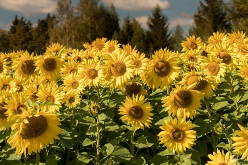 Auringonkukkia, Sunflowers (4619)