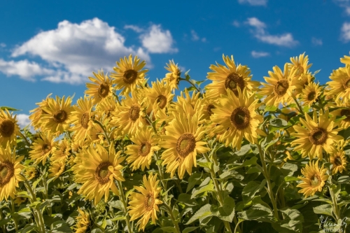 Auringonkukkia, Sunflowers (4620)