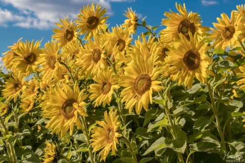 Auringonkukkia, Sunflowers (4520)