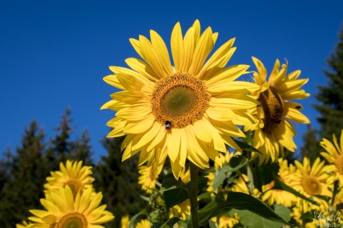 Auringonkukka, Sunflower