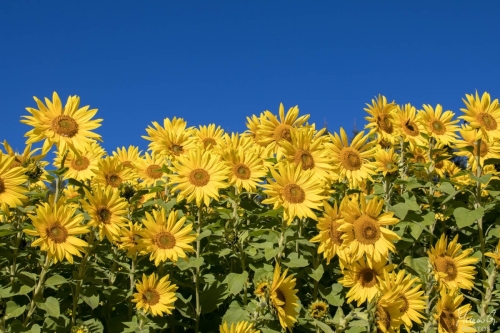 Auringonkukkia, Sunflowers (4653)