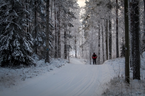 Hiihtäjä metsässä, Skiing in woodsLocation: Imatra, Ukonniemi