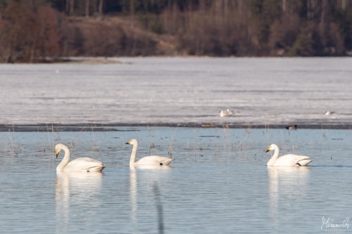 Laulujoutsen, Cygnus cygnus (5115)