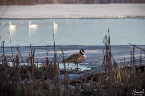 Kanadanhanhi, Branta canadensis (5117)