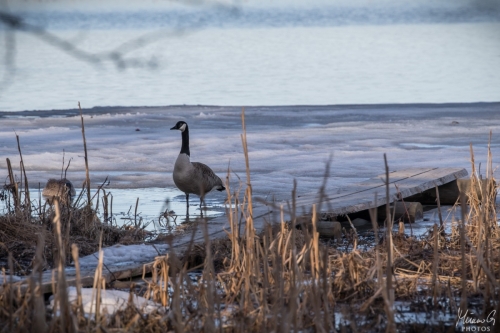 Kanadanhanhi, Branta canadensis (5125)