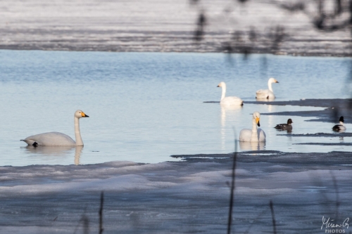 Laulujoutsen, Cygnus cygnus (5138)