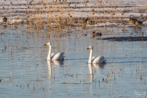 Pikkujoutsen, Cygnus columbianus (5158)