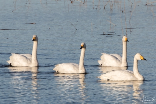 Laulujoutsen, Cygnus cygnus (5164)