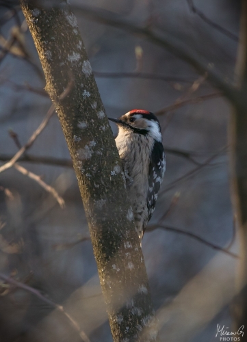 Pikkutikka, Dryobates minor Lesser Spotted Woodpecker (5186)