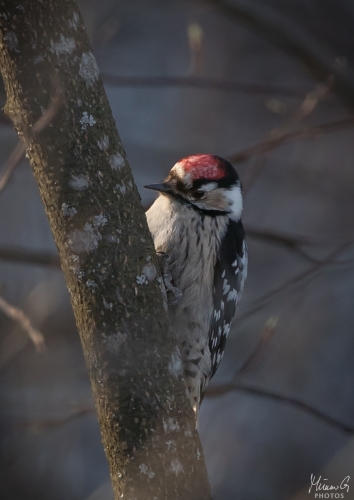 Pikkutikka, Dryobates minor Lesser Spotted Woodpecker (5187)
