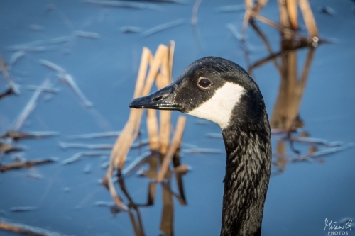 Kanadanhanhi, Branta canadensis (5193)