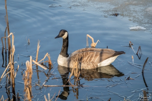 Kanadanhanhi, Branta canadensis (5195)