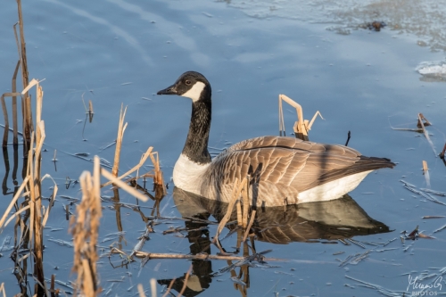 Kanadanhanhi, Branta canadensis (5196)