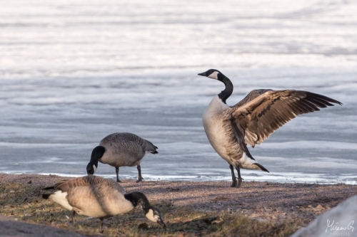 Kanadanhanhi, Branta canadensis (5201)
