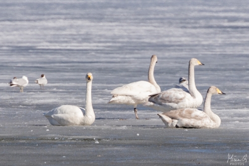 Laulujoutsen, Cygnus cygnus (5242)